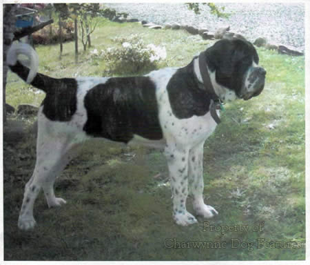 Merle bullmastiff hotsell